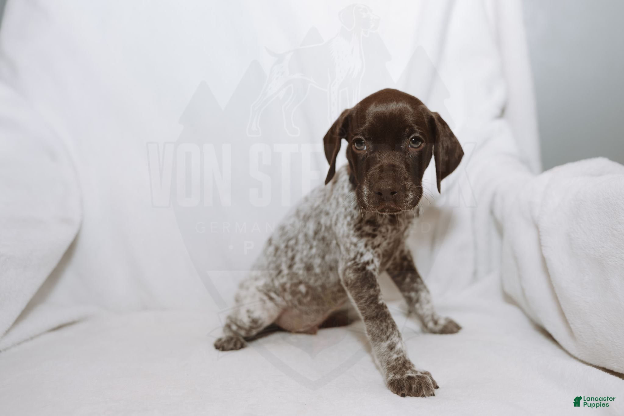 German Shorthaired Pointer dogs Brown Collar aka Howard - Ad 2