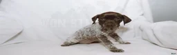 German Shorthaired Pointer dogs for sale: Brown Collar aka Howard - Ad 2