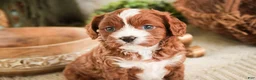 Cavapoo dogs for sale: Harmony - Ad 7