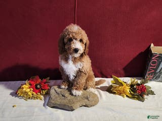 Mini Goldendoodle dogs Rita - Ad 31