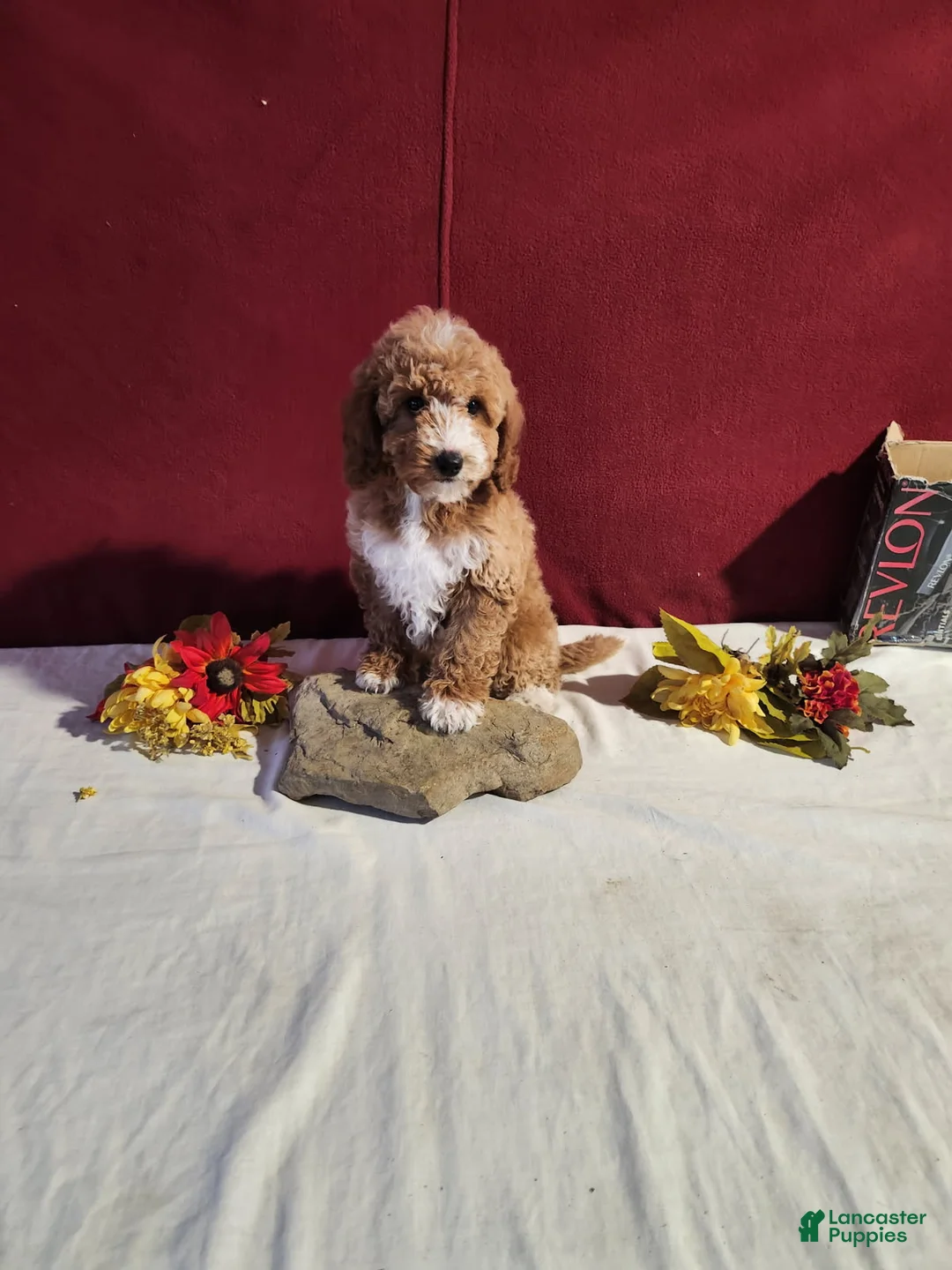 Mini Goldendoodle dogs for sale: Rita - Ad 2