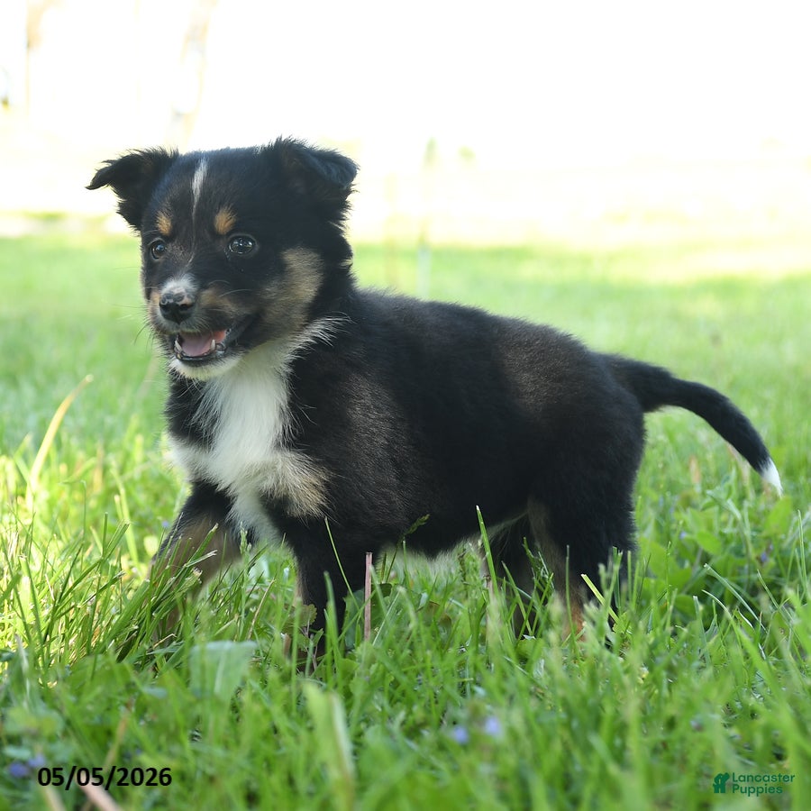 Miniature Australian Shepherd dogs Gretel - Ad 2