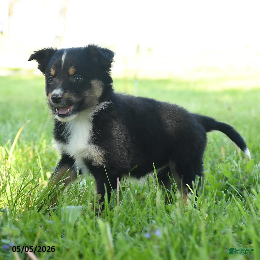 Miniature Australian Shepherd dogs for sale: Gretel - Ad 2