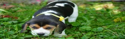 Beagle dogs for sale: Lilly - Ad 6