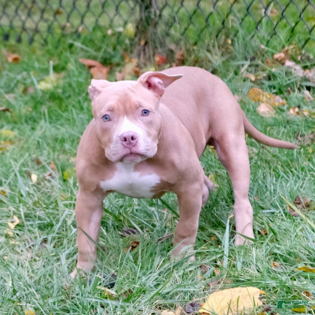 American Bully dogs for sale: Jr rock - Ad 4