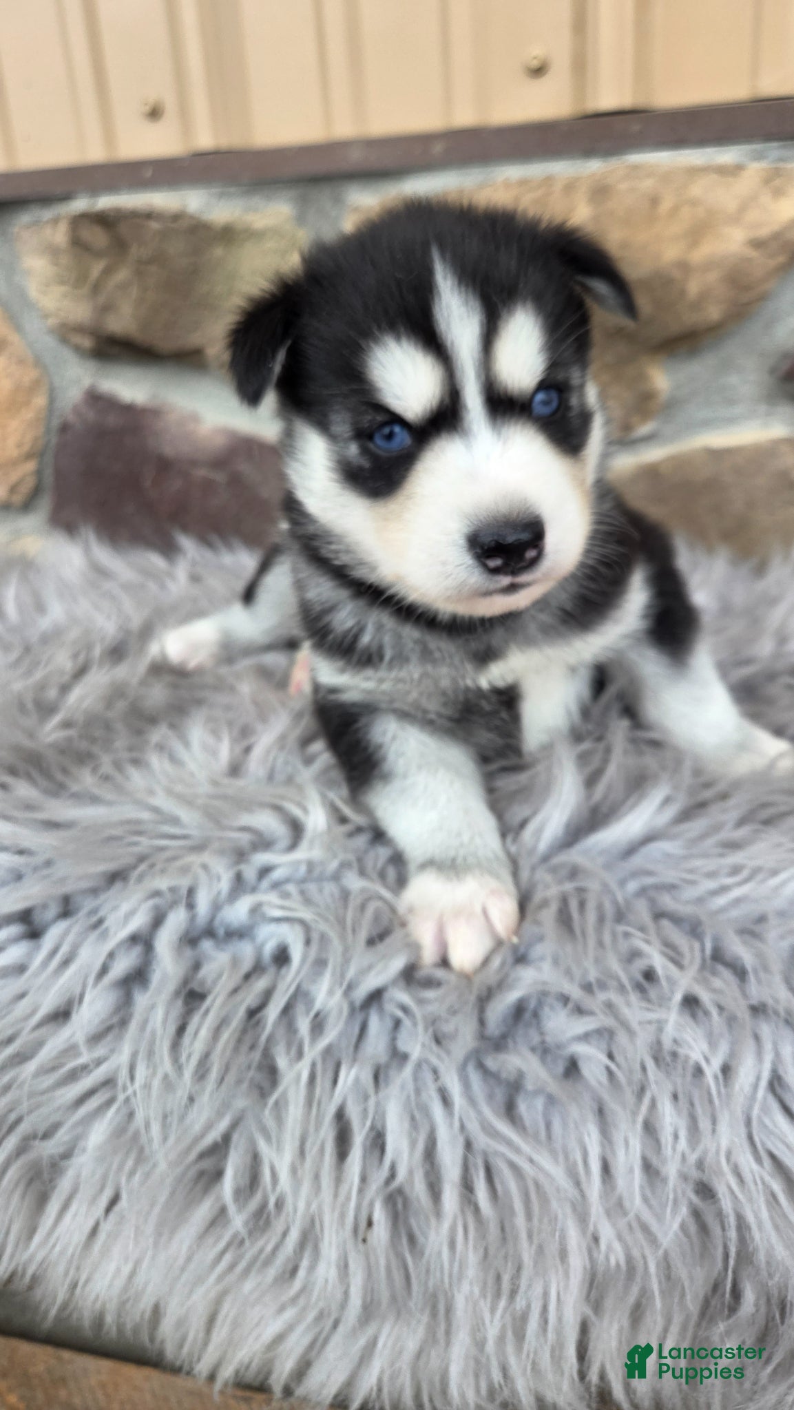 Siberian Husky dogs Elliott  - Ad 1