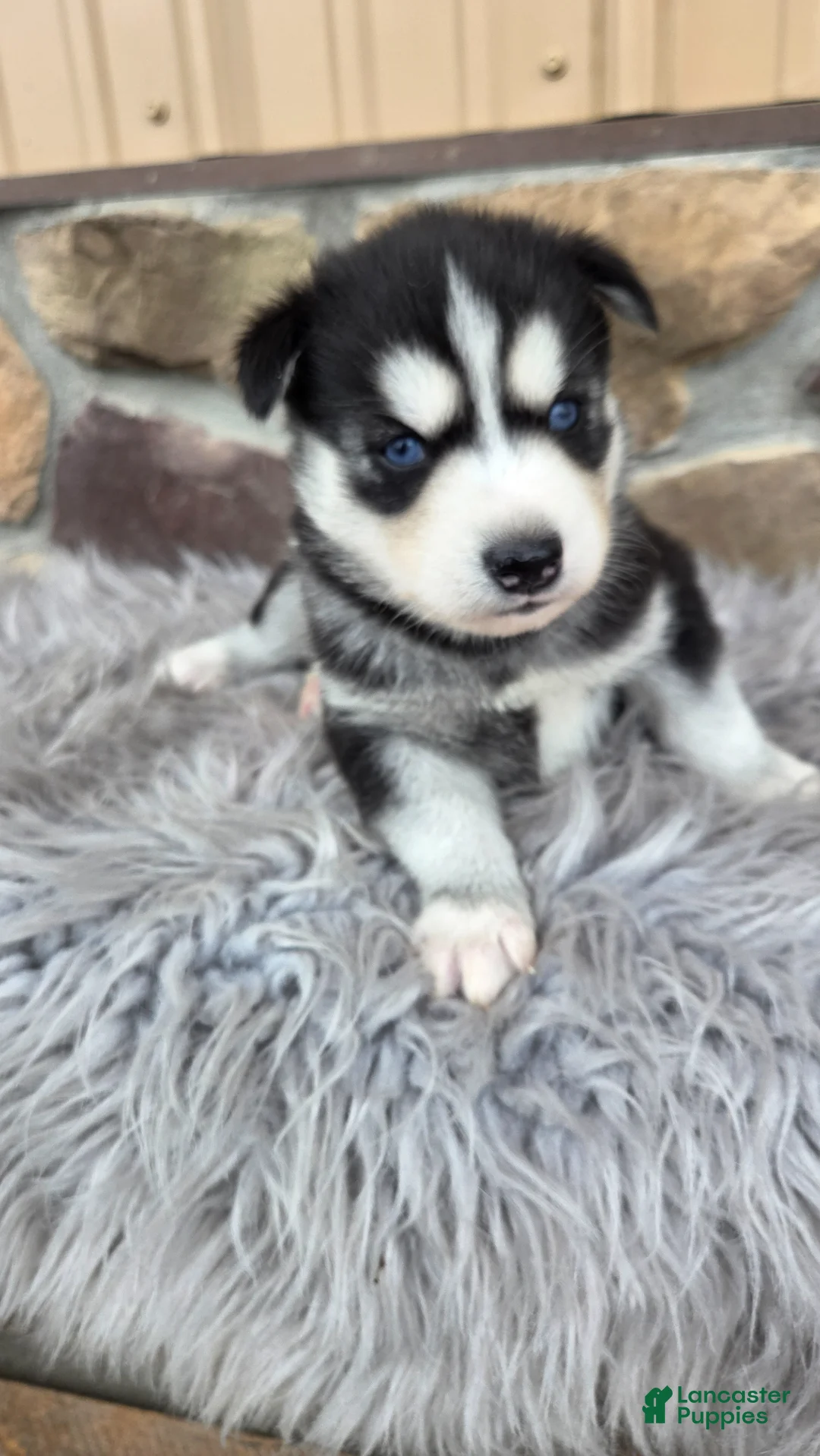 Siberian Husky dogs for sale: Elliott  - Ad 1