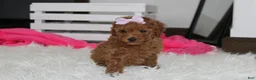 Miniature Poodle dogs for sale: Sierra  - Ad 3