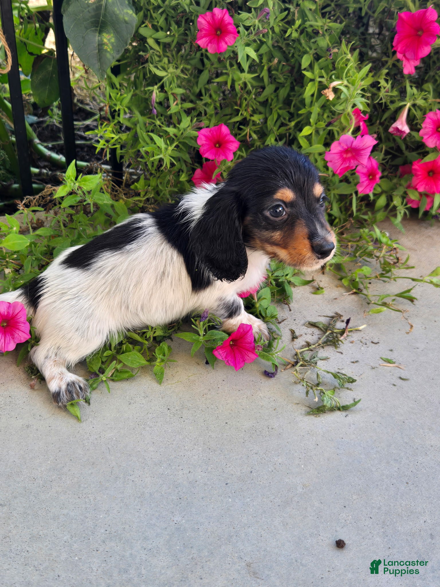 Miniature Dachshund dogs Miniature Dachshund 1 male  - Ad 1