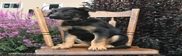 German Shepherd dogs for sale: Karina - Ad 3