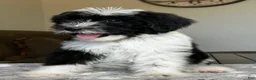 Sheepadoodle dogs for sale: Bonita - Ad 2