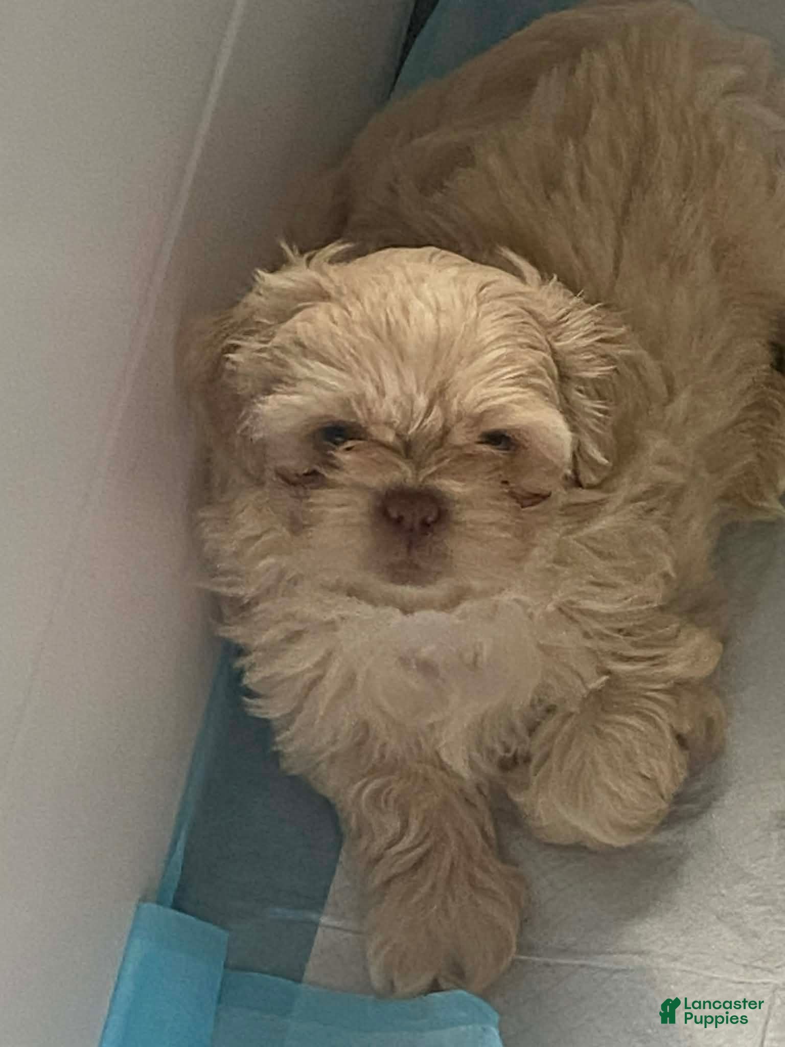 Shih Tzu dogs Shih Tzu 1 - Ad 19
