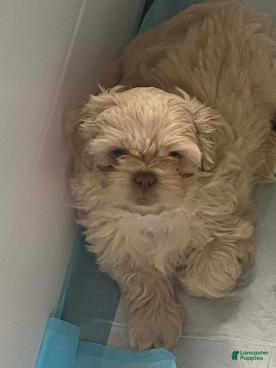 Shih Tzu dogs for sale: Shih Tzu 1 - Ad 1