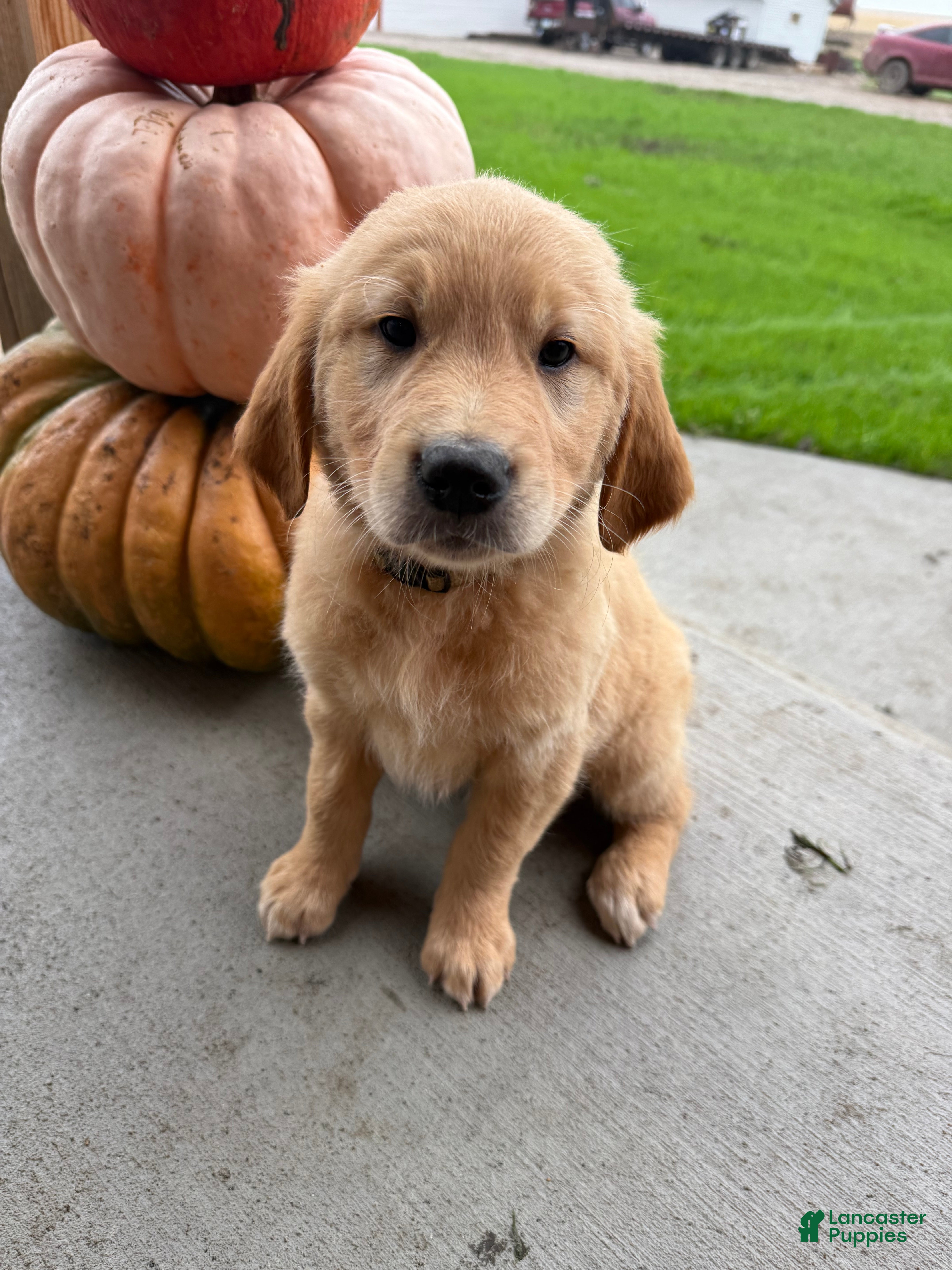 Golden Retriever dogs Yellow collar  - Ad 1