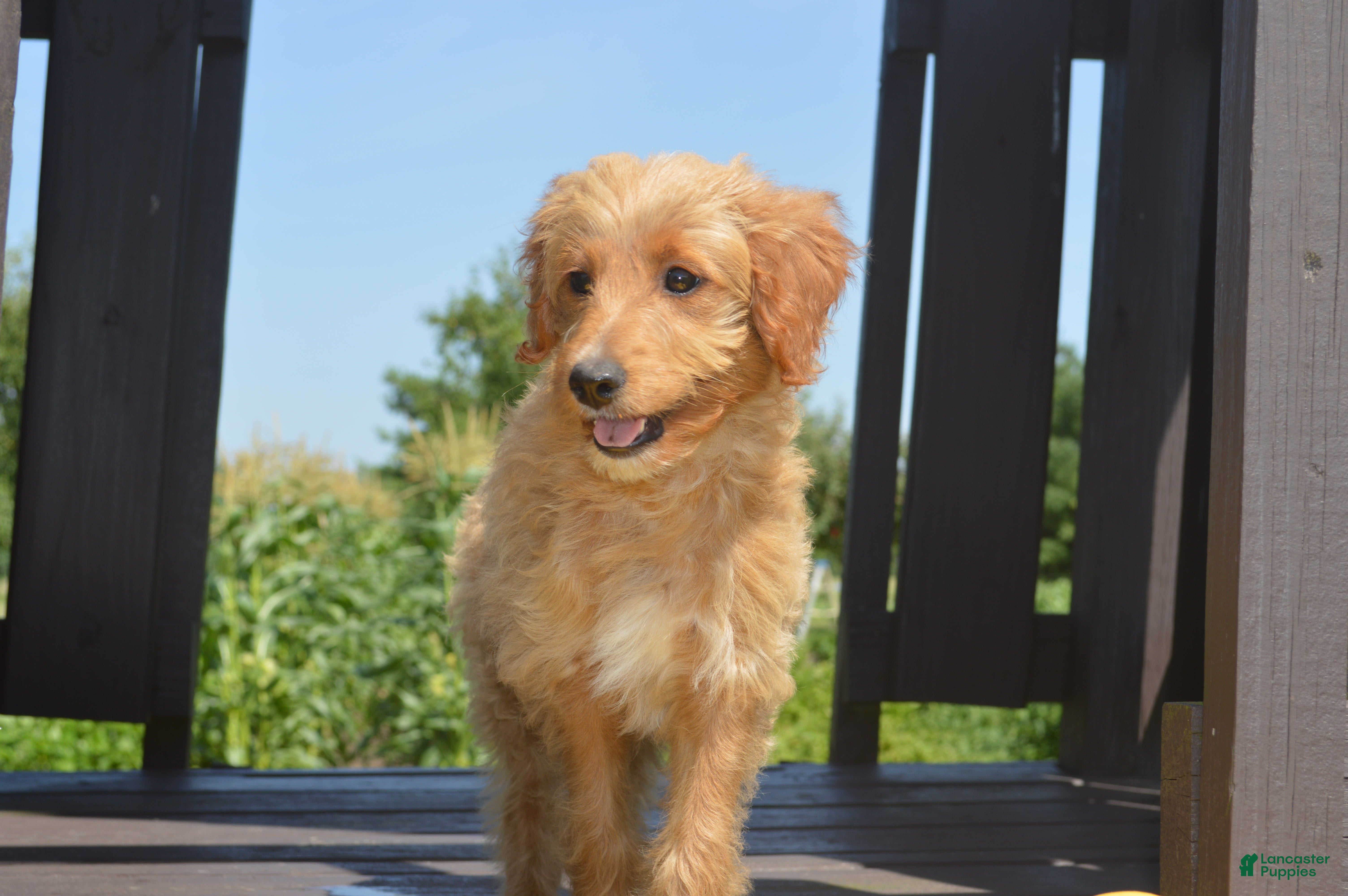 Mini Goldendoodle dogs Midge - Ad 1