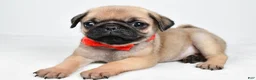 Pug dogs for sale: Axel - Ad 7
