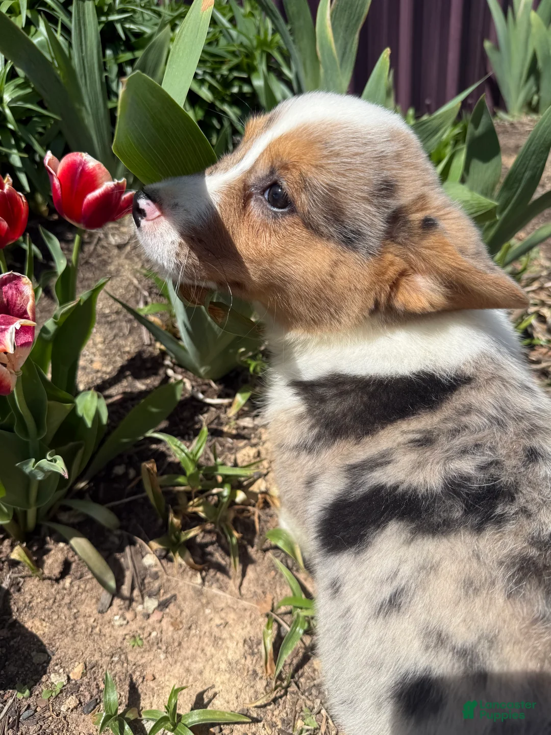 American Corgi dogs for sale: American Corgi Puppy 2 - Ad 2