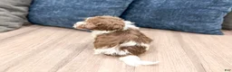 Havanese dogs for sale: Archie - Ad 5
