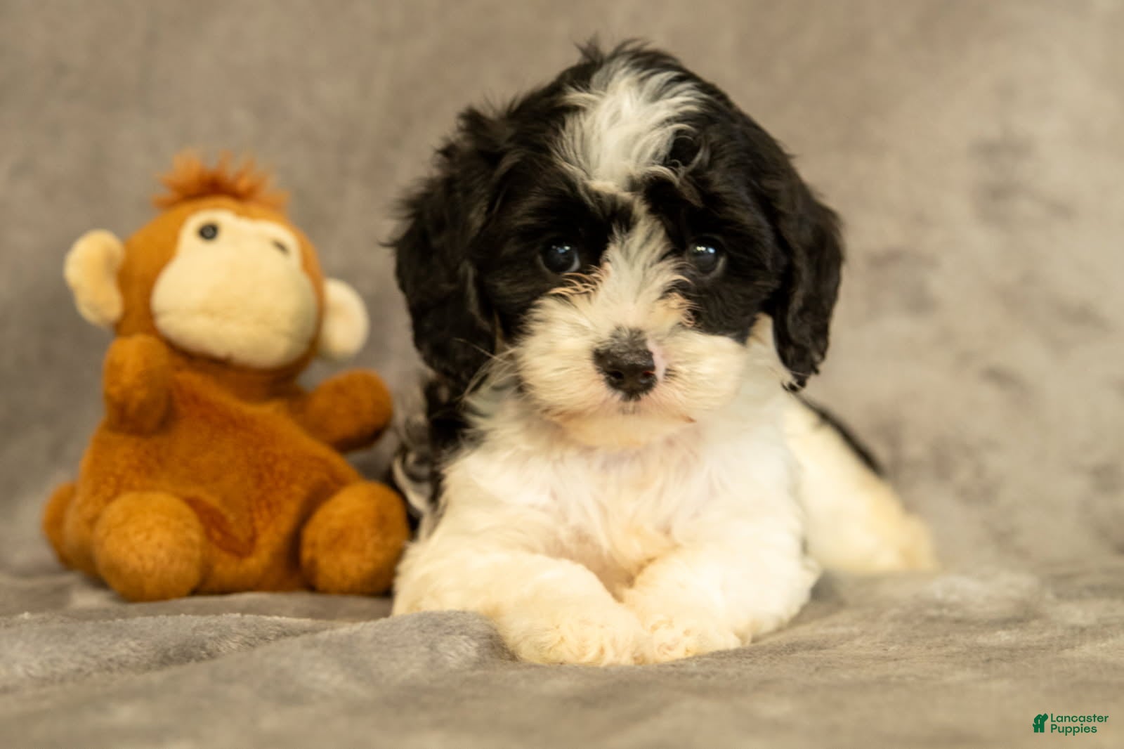 Cavapoo dogs Stella - Ad 1