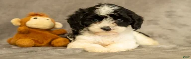 Stella
