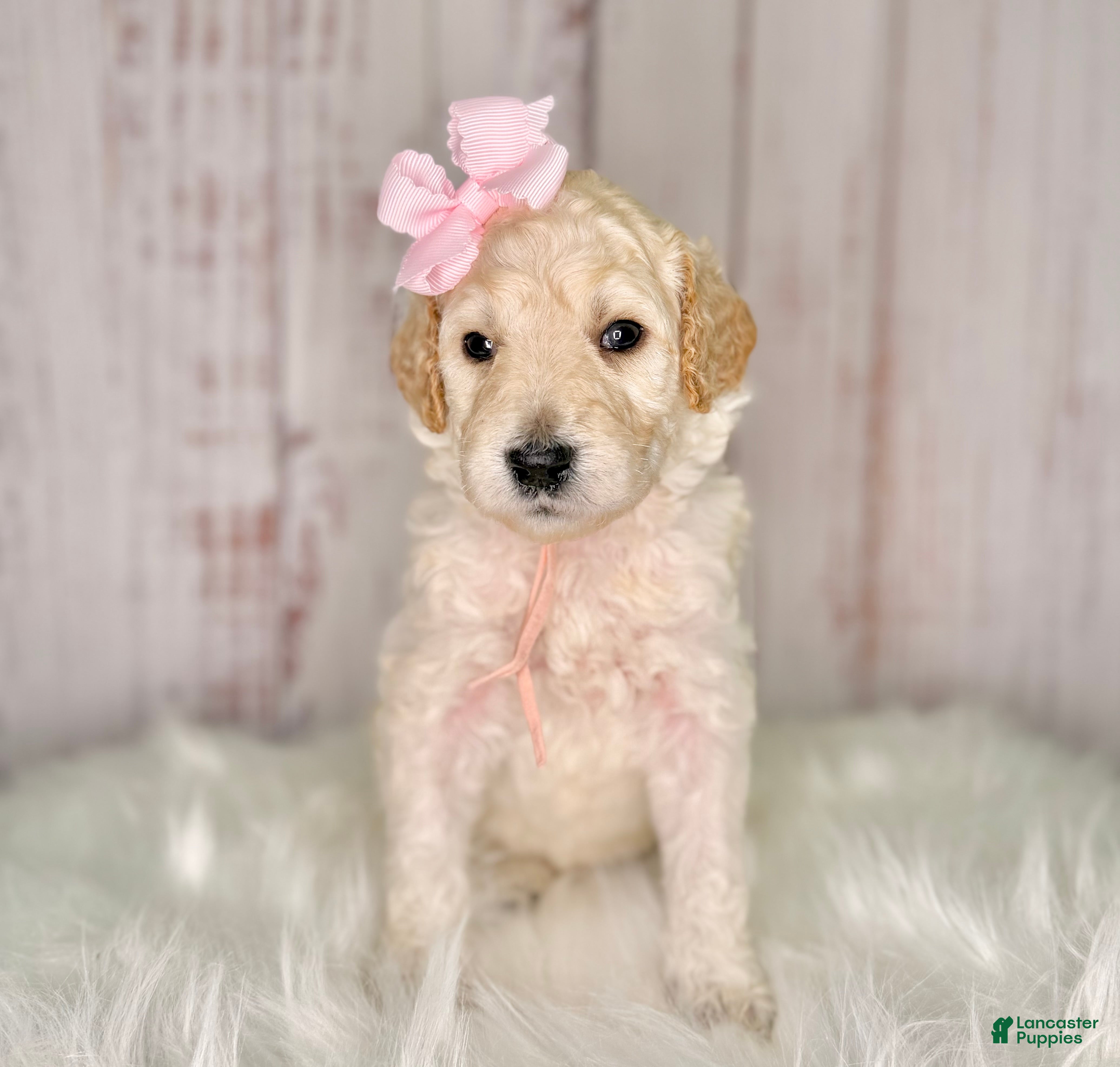 Goldendoodle dogs Goldendoodle light Pink  - Ad 5