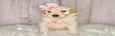 Goldendoodle light Pink 