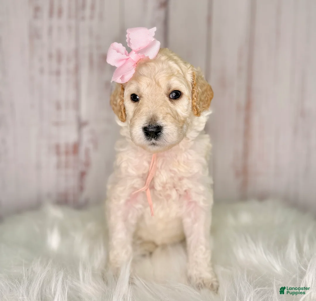 Goldendoodle dogs for sale: Goldendoodle light Pink  - Ad 1