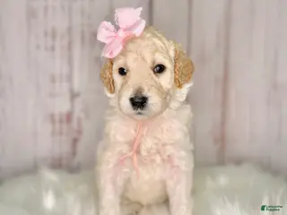 Goldendoodle dogs Goldendoodle light Pink - Ad 5