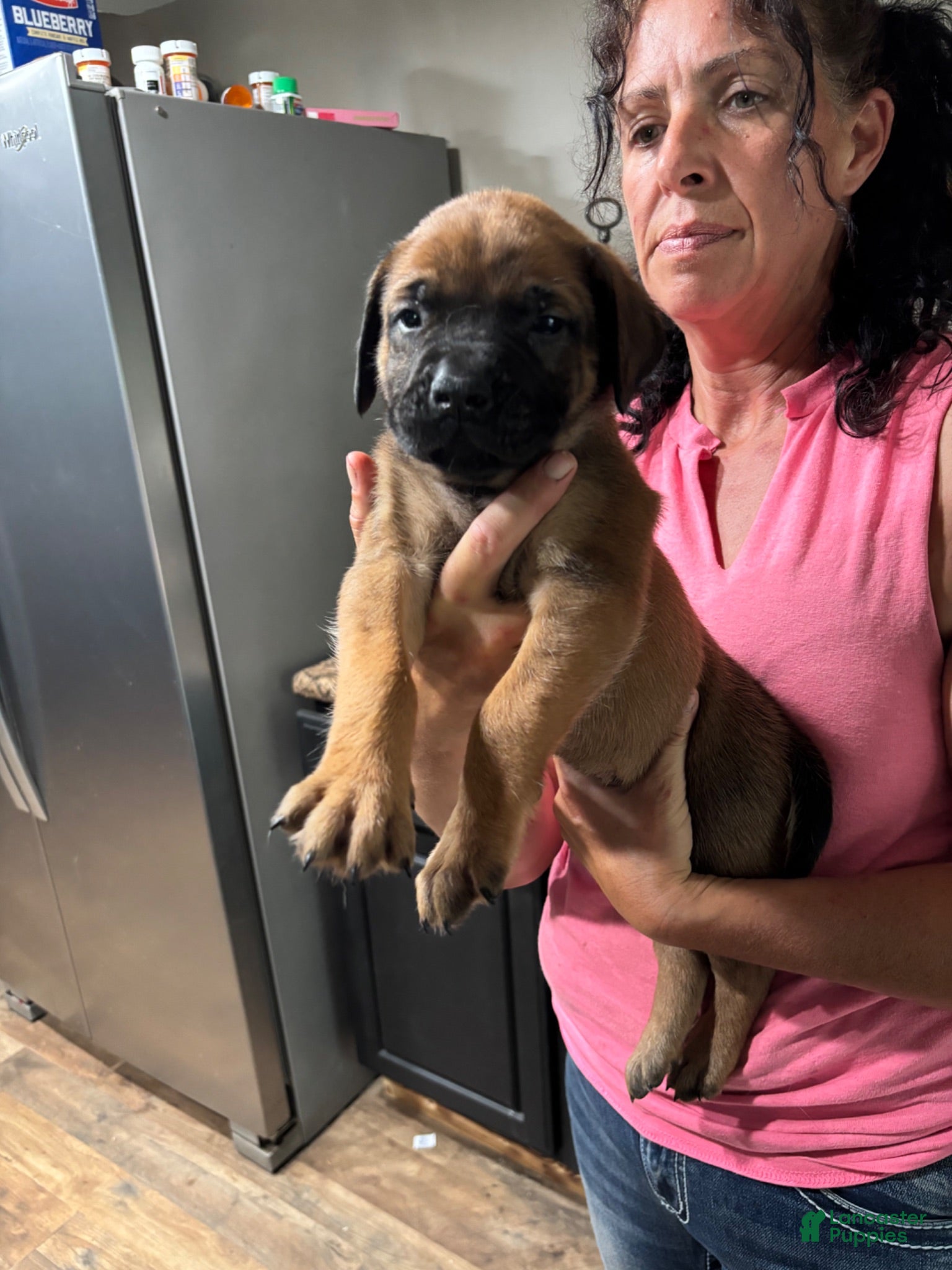 English Mastiff dogs English Mastiff 8 - Ad 20