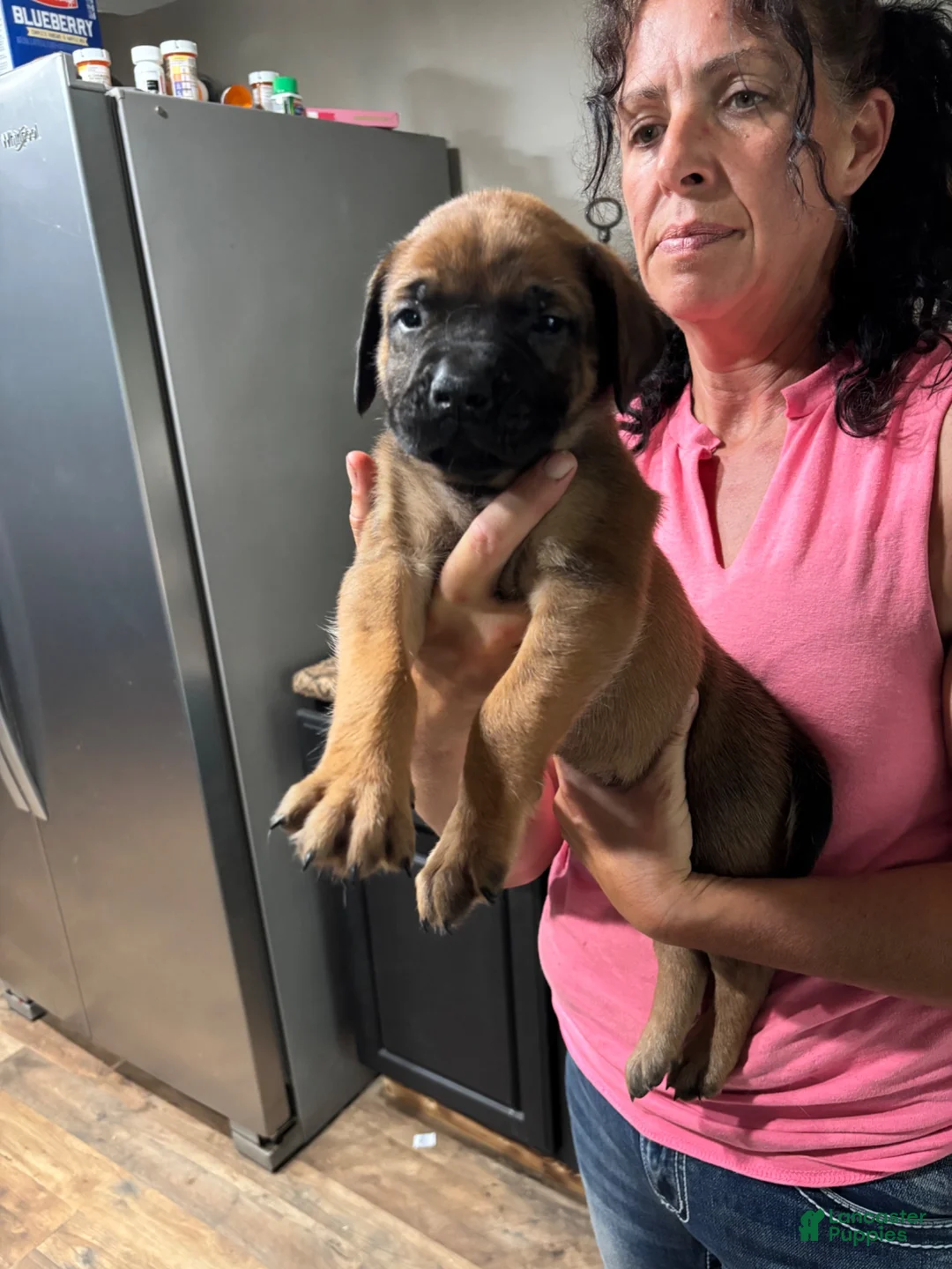 English Mastiff dogs for sale: English Mastiff 8 - Ad 1