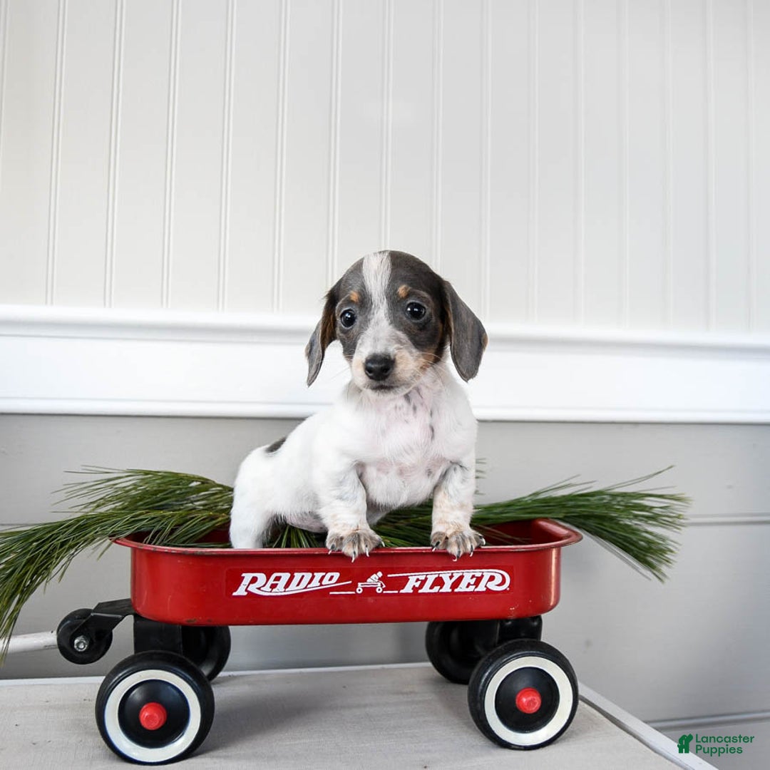 Dachshund dogs for sale: Joy - Ad 3