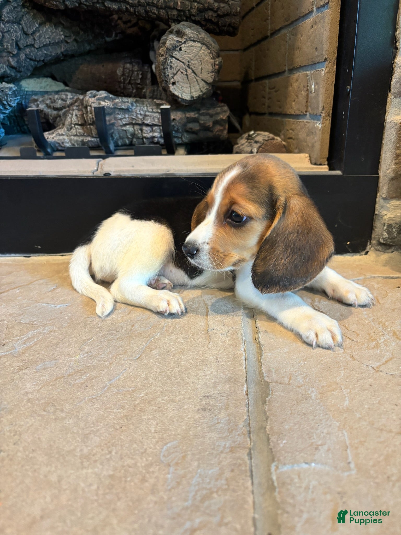 Beagle dogs Duke - Ad 2