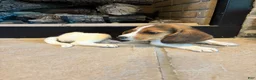 Beagle dogs for sale: Duke - Ad 2