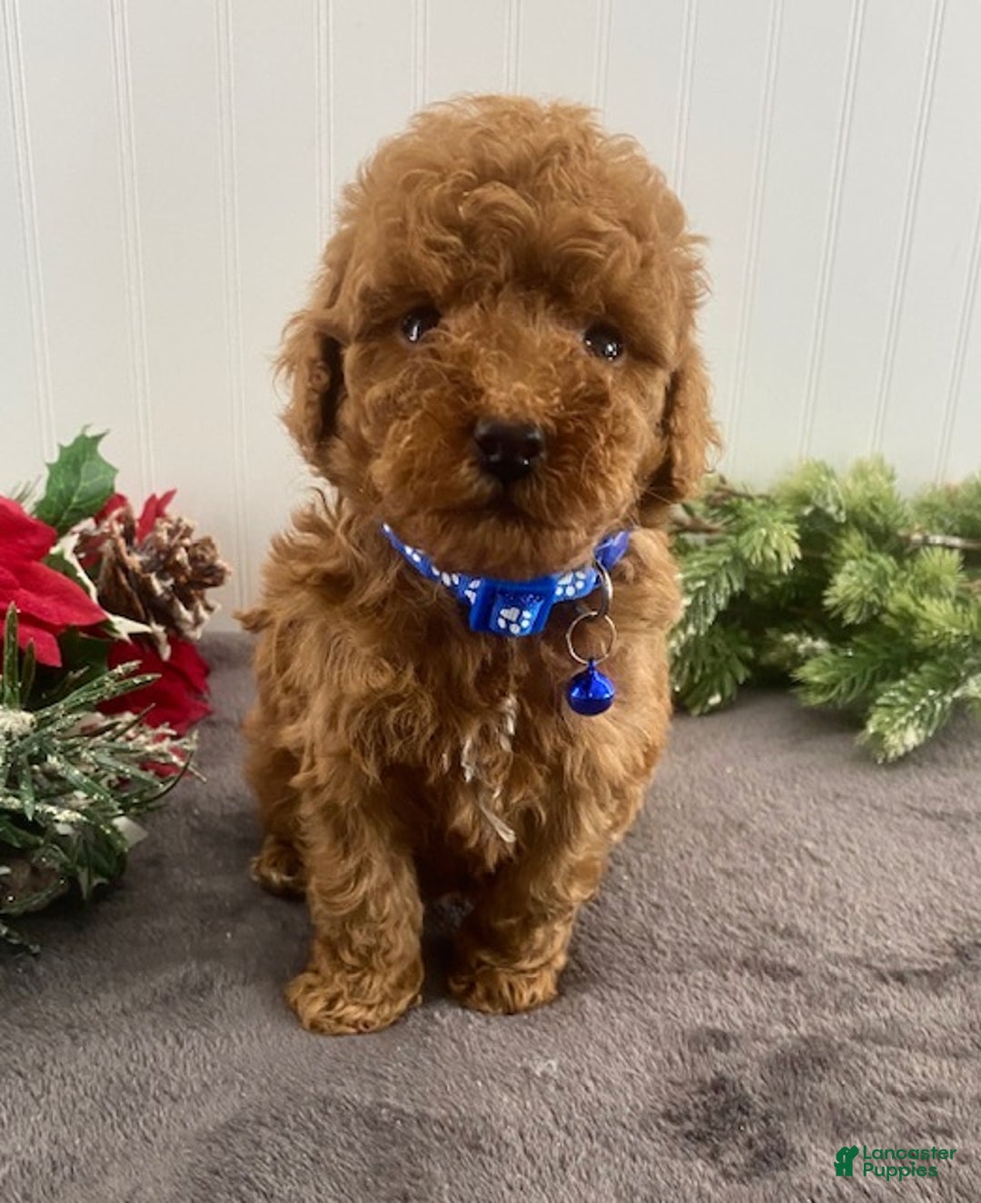 Toy Poodle dogs for sale: Buster - Ad 3