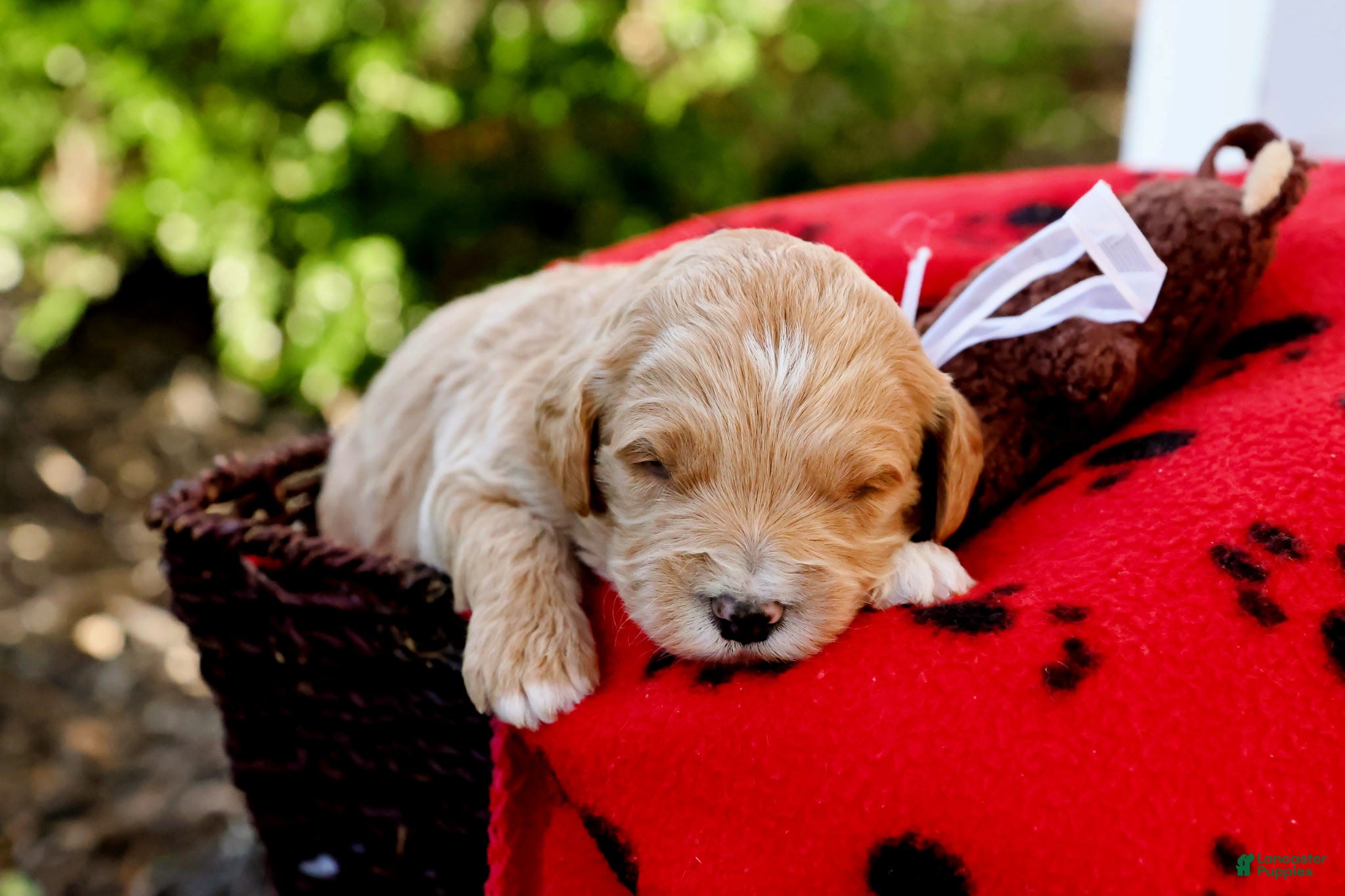 Goldendoodle dogs Milo - Ad 2