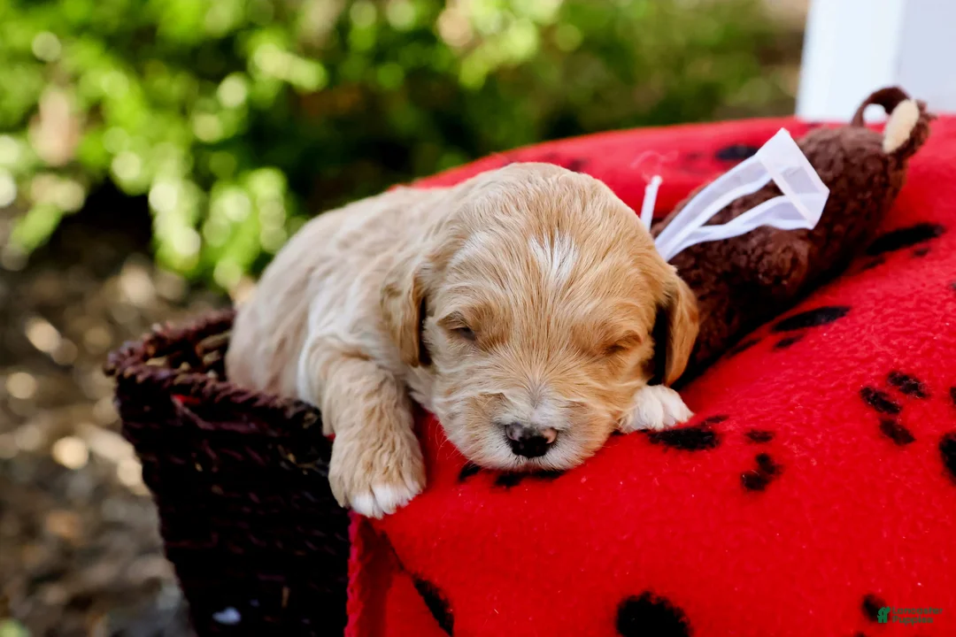 Goldendoodle dogs for sale: Milo - Ad 2