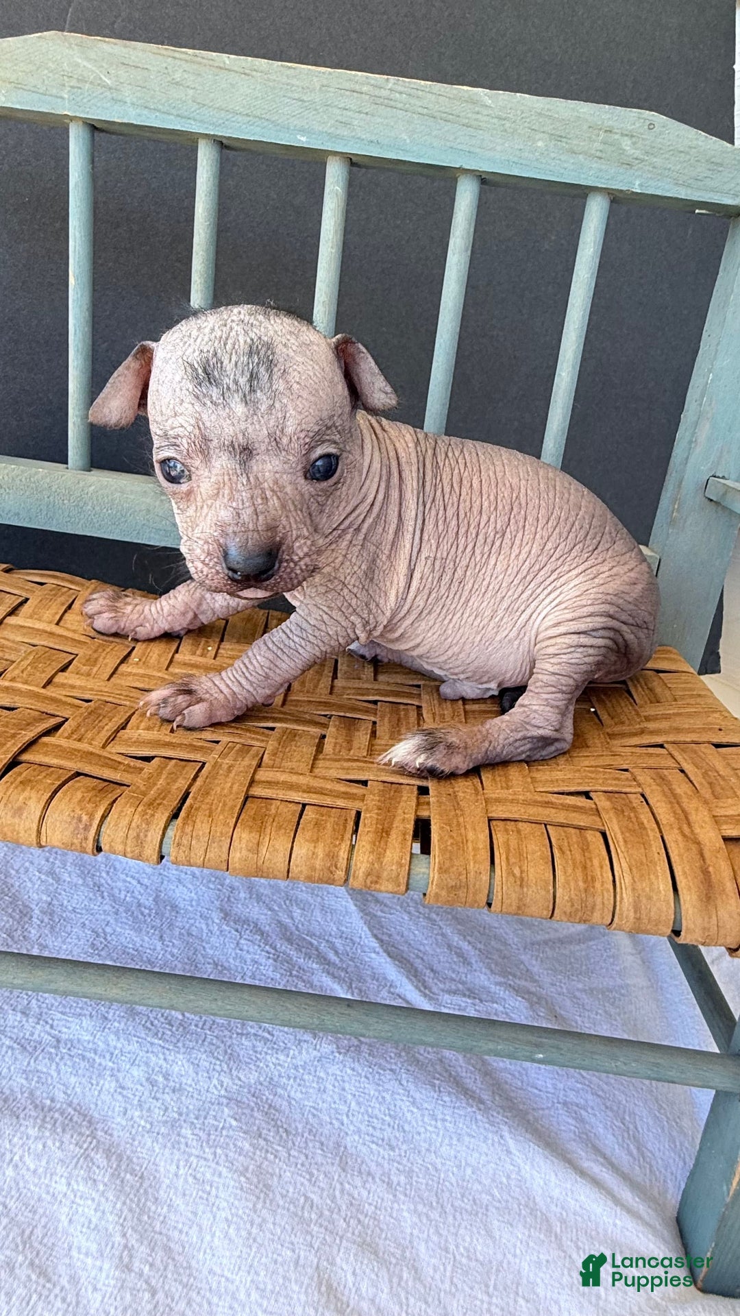 Gallery Image {{count}}