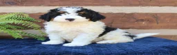 Mini Bernedoodle dogs for sale: Rambo  - Ad 2