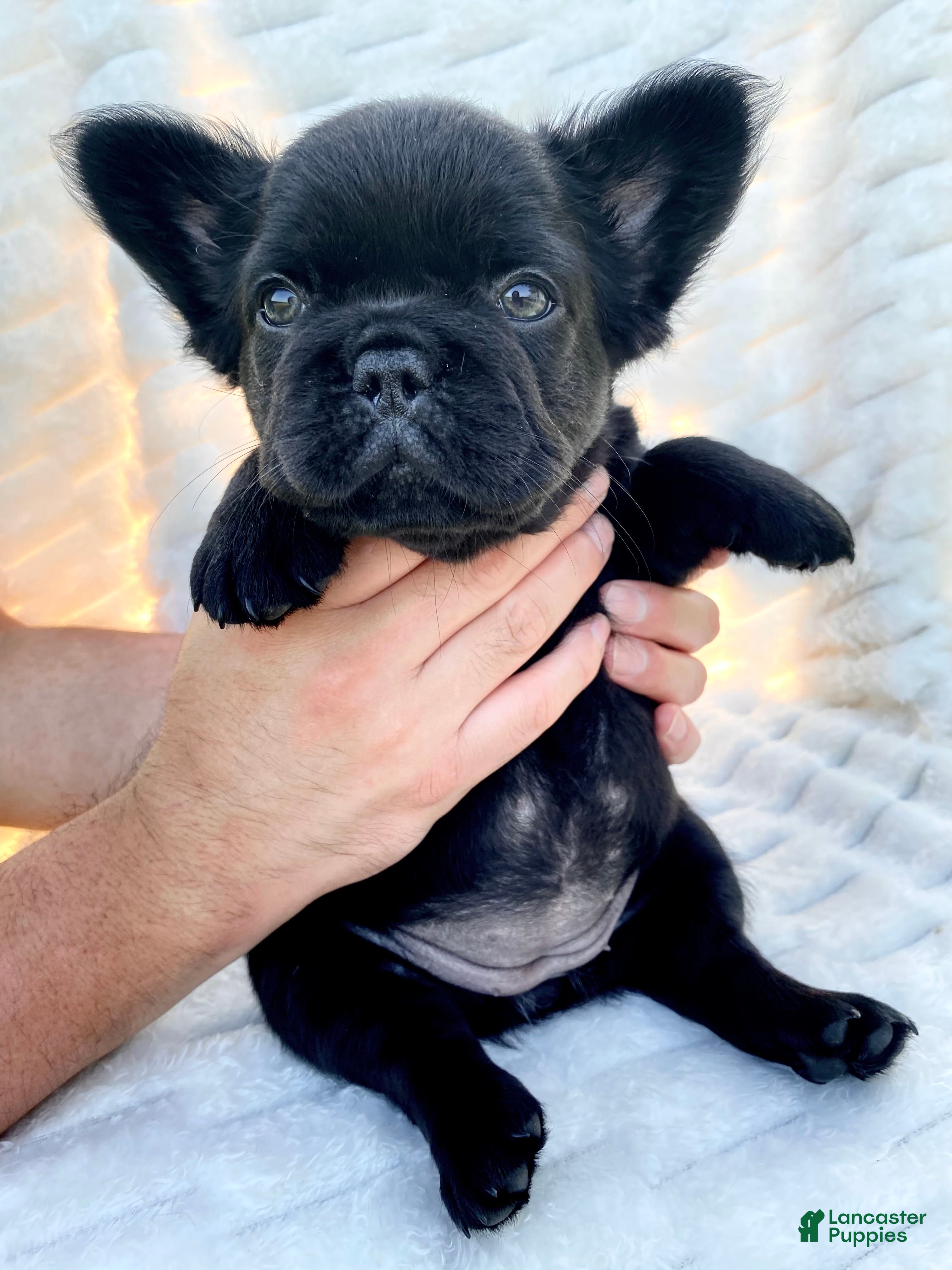 French Bulldog dogs for sale: French Bulldog 3 - Ad 1