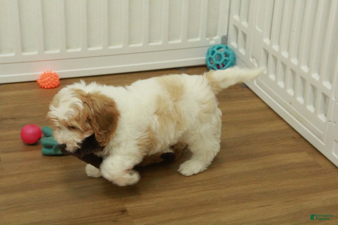 Cavapoo dogs for sale: Mason - Ad 12