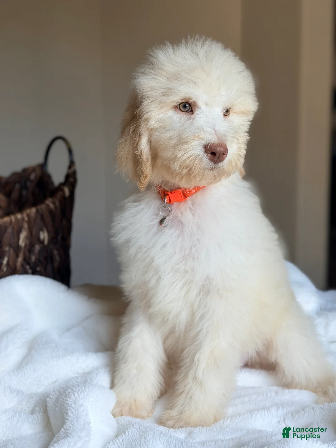 Labradoodle dogs for sale: Cece - Ad 2