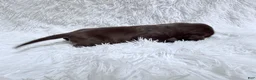 Great Dane dogs for sale: Mocha - Ad 6