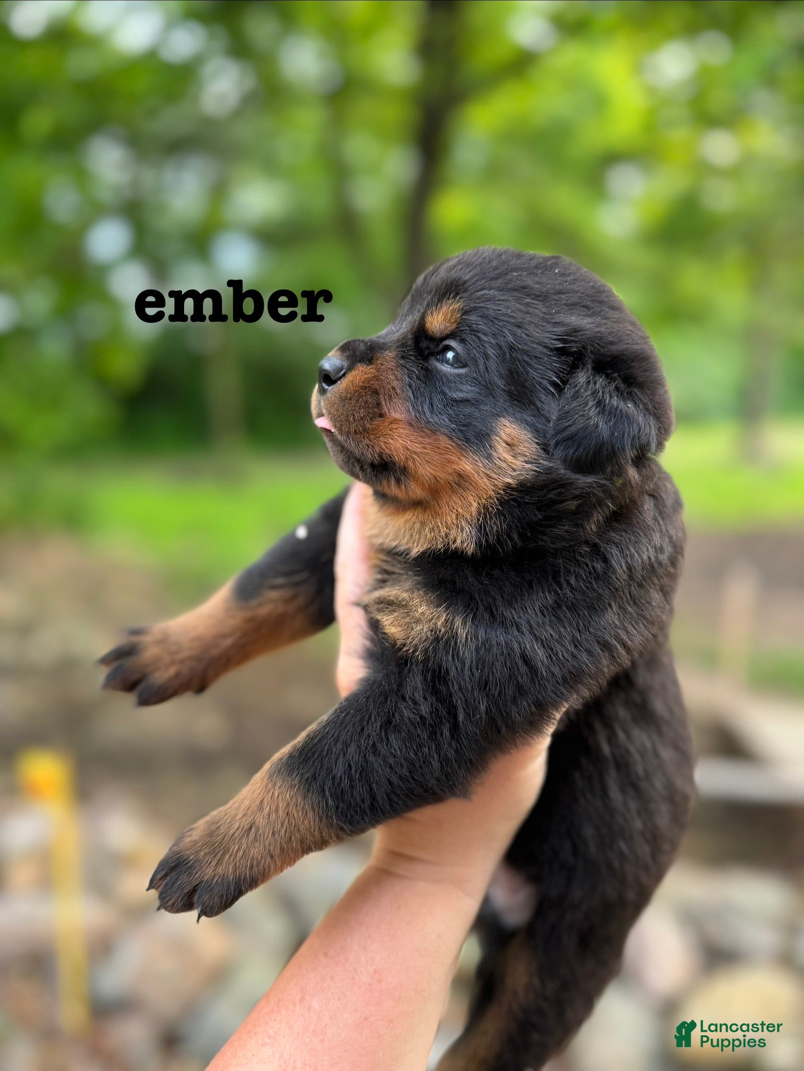 Rottweiler dogs Ember  - Ad 1