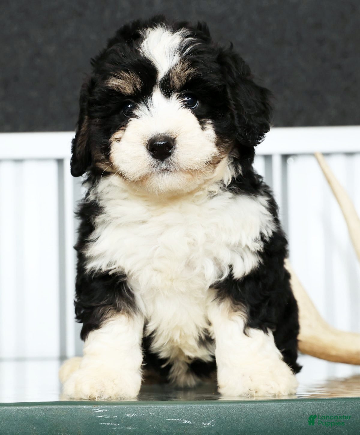 Mini Bernedoodle dogs Joy - Ad 2