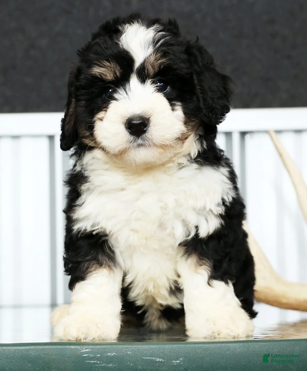 Mini Bernedoodle dogs for sale: Joy - Ad 2