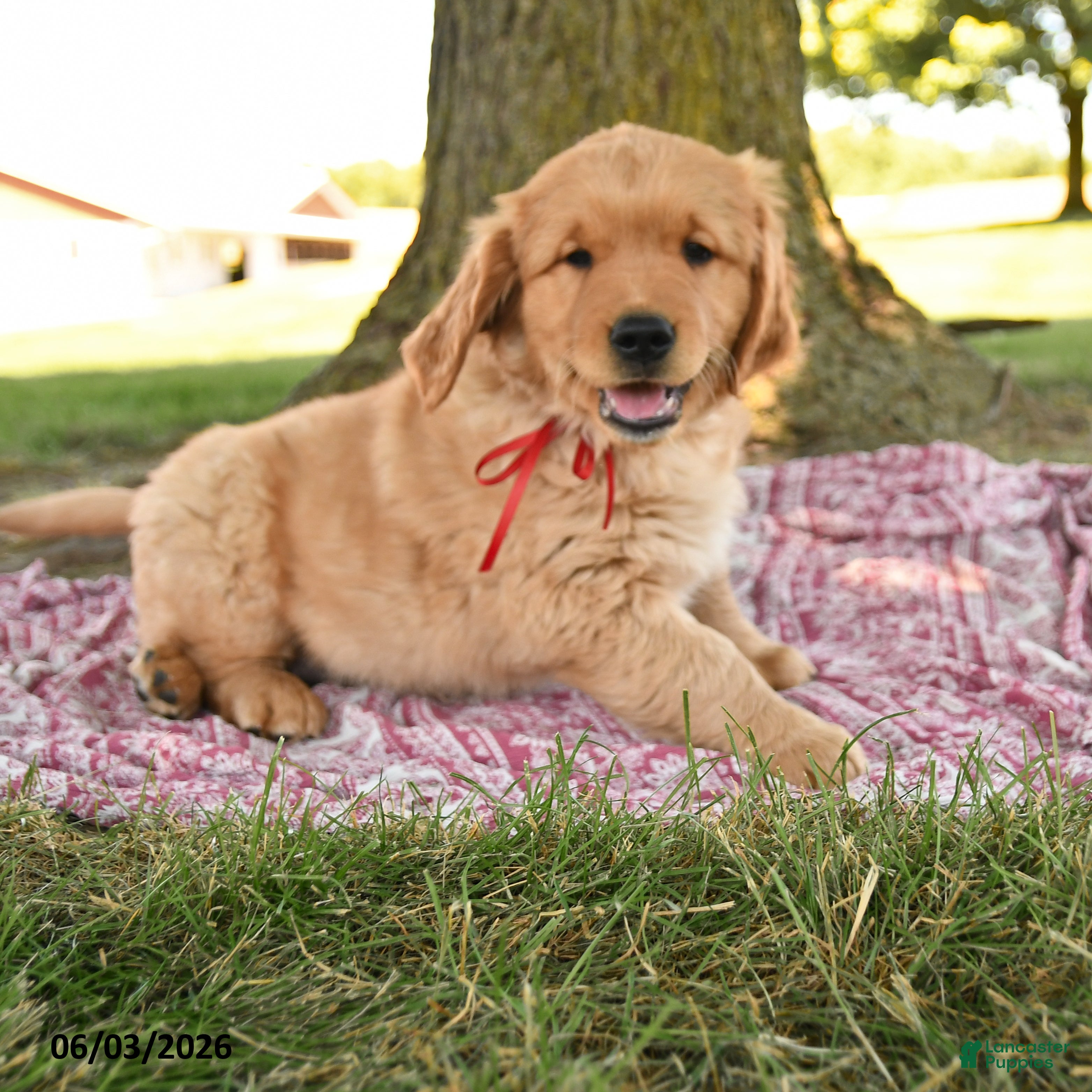 Golden Retriever dogs for sale: Prince Scarlet - Ad 2
