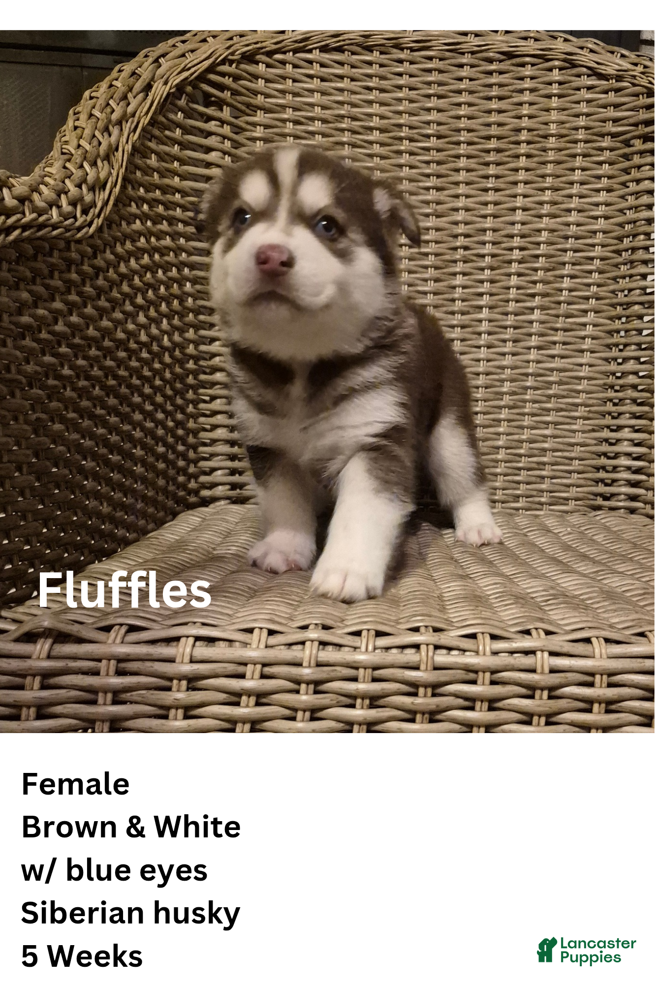 Siberian Husky dogs Mrs fluffles - Ad 5
