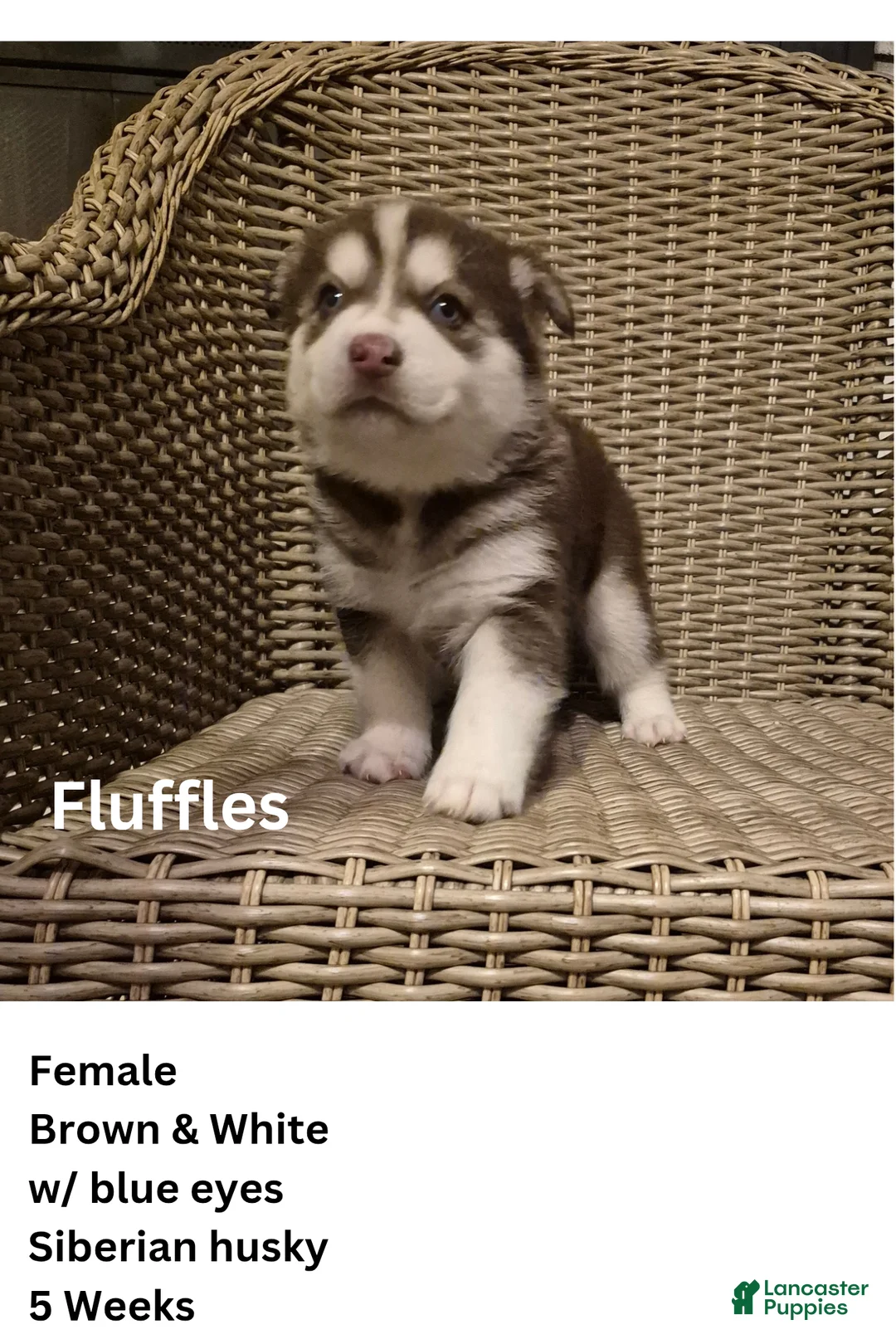 Siberian Husky dogs for sale: Mrs fluffles - Ad 1