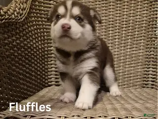 Siberian Husky dogs Mrs fluffles - Ad 5