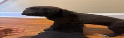 Cane Corso dogs for sale: Cane Corso Puppy 11 - Ad 4